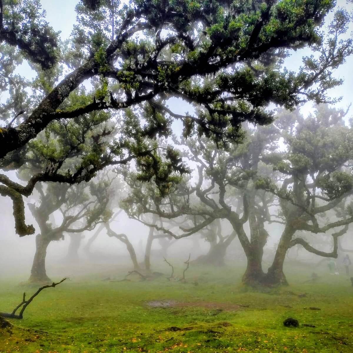 Madeira top
